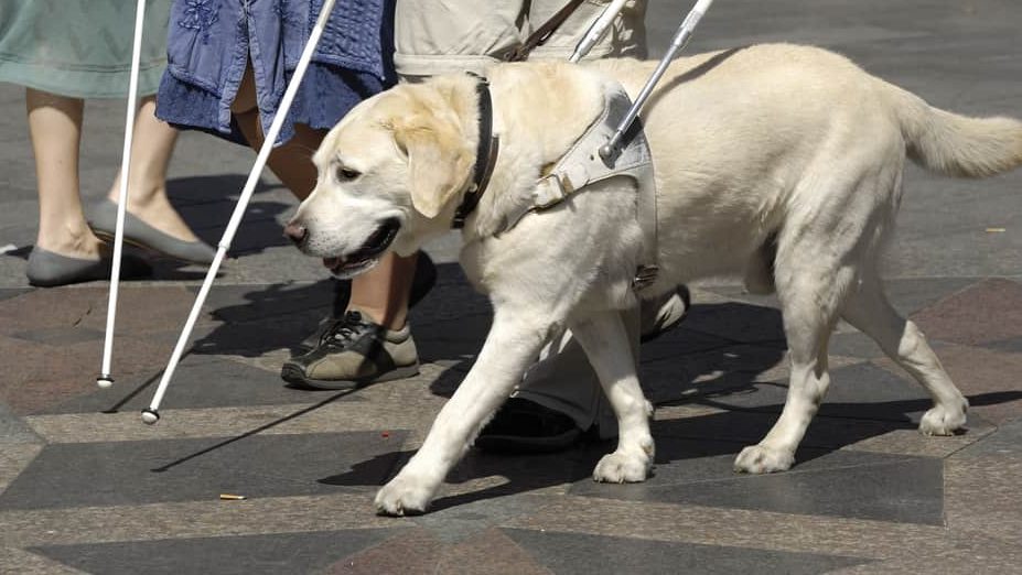 A guide dog is shown next to the lower half of a person holding a white cane.