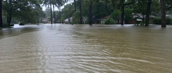 Photo of flooded street surrounded by trees.