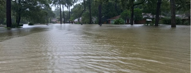 Photo of flooded street surrounded by trees.