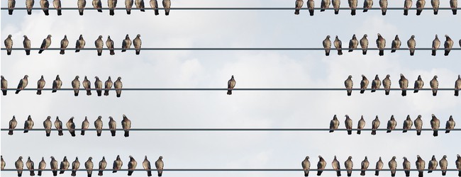 Bird sitting alone on a wire, with groups of other birds surrounding it.