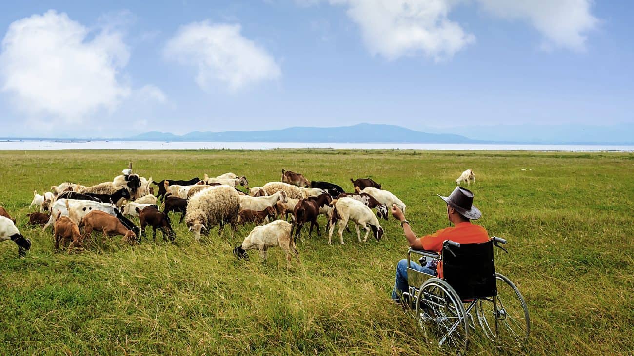 A man in a manual wheelchair sits in a pictoral field and faces a herd of goats.
