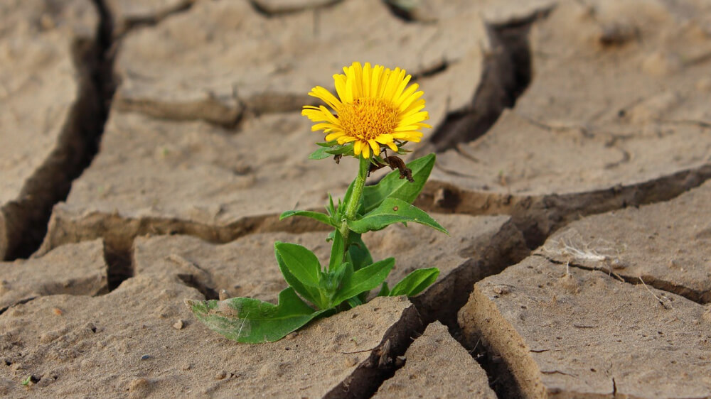 A photo of a yellow flower growing up through dry cracks in the ground.