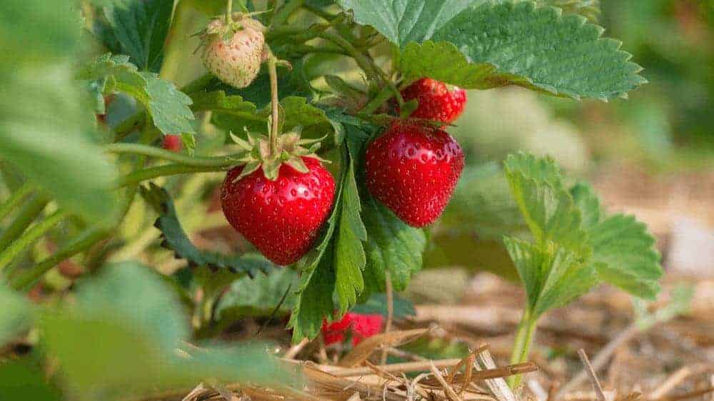 A growing strawberry plant with some bright red and white, less ripe berries.