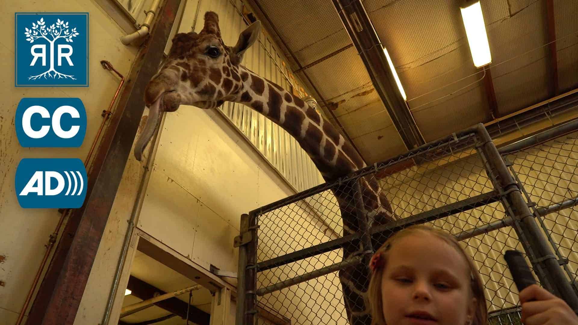 Lyla stands with her cane in front of a giraffe in the giraffe barn