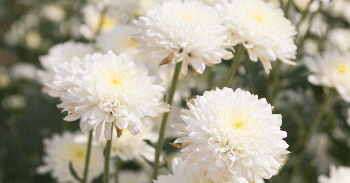 Several white chrysanthemum flowers