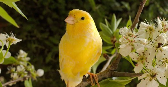 A close up of a yellow canary bird surrounded by white-petaled flowers with green leaves and gray-brown branches with green shrubbery in the background.